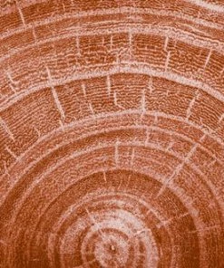 Goedkoopste ✔️ Kneipp Men - Warm Woods - Douche 2-in-1 💯 -L'Oréal Shop 550x330