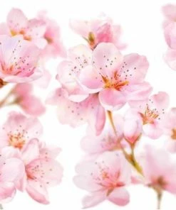 Nieuw ❤️ Kneipp Soft Skin - Douche Foam 👍 -L'Oréal Shop 550x387 1