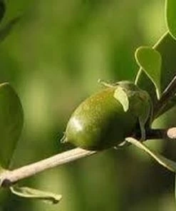 Top 10 β Berivita Jojoba Olie Puur 100ml - Koudgeperste En Onbewerkte Jojoba Oil - Huidolie En Haarolie π― 11 Top 10 β Berivita Jojoba Olie Puur 100ml - Koudgeperste En Onbewerkte Jojoba Oil - Huidolie En Haarolie π― -L'OrΓ©al Shop 550x412 30