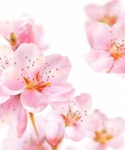 Flash-uitverkoop ⌛ Kneipp Soft Skin - Badolie ✔️ -L'Oréal Shop 550x550 825